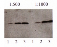 NB300-226 - Amyloid beta