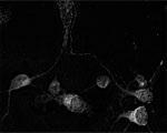 NB100-91270 - Rho