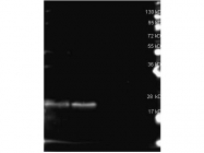 NB120-7011 - R-Phycoerythrin