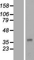 NBL1-14751 - plasticity related gene 3 Lysate
