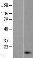 NBL1-13752 - proANP Lysate