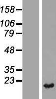 NBL1-17465 - Thioredoxin domain containing 12 (endoplasmic reticulum) Lysate