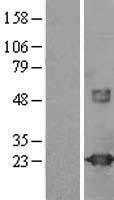 NBL1-17764 - visinin-like 1 Lysate