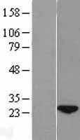 NBL1-08565 - wdyhv1 Lysate
