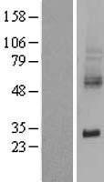 NBL1-16185 - xCT Lysate