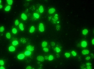 PAB0003 - Histone H2A.x
