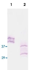 PAB0137 - KLK14 / Kallikrein-14