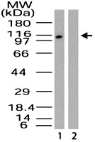 PAB0154 - RanBP9 / Importin-9