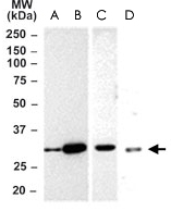 PAB0159 - CD257 / BAFF