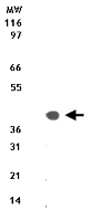 PAB0169 - DAP3 / MRPS29