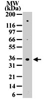 PAB0175 - CD185 / CXCR5