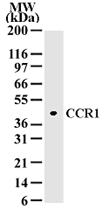 PAB0176 - CD191 / CCR1