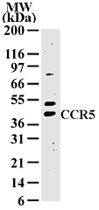 PAB0177 - CD195 / CCR5