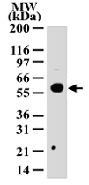 PAB0180 - HDAC1