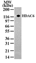 PAB0183 - HDAC6