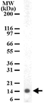 PAB0185 - Histone H2A type 3