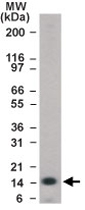 PAB0186 - Histone H2B type 3-B