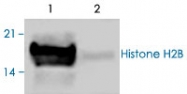 PAB0186 - Histone H2B type 3-B