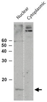 PAB0186 - Histone H2B type 3-B