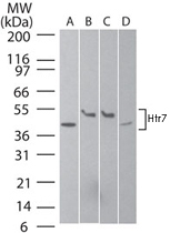 PAB0188 - Serotonin receptor 7 (HTR7)