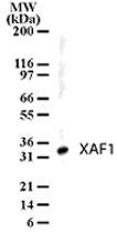 PAB0190 - XAF1