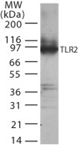 PAB0195 - CD282 / TLR2