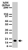 PAB0200 - NDUFA13