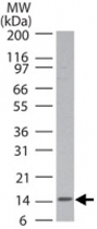 PAB0209 - Histone H2B type 3-B