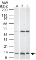 PAB0211 - CD266 / TweakR