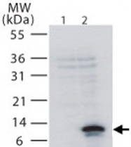PAB0211 - CD266 / TweakR