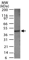 PAB0217 - Caspase-1