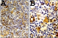 PAB0217 - Caspase-1