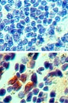 PAB0224 - Interleukin-23 receptor / IL23R