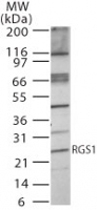 PAB0233 - RGS1