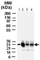 PAB0237 - Bcl-2-like 1