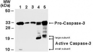 PAB0242 - Caspase-3