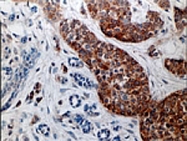 PAB0242 - Caspase-3