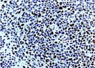 PAB0243 - Caspase-3