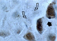PAB0243 - Caspase-3