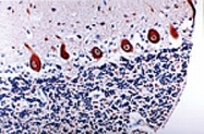PAB0244 - Caspase-6