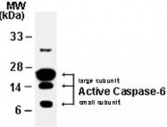 PAB0244 - Caspase-6