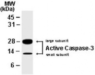 PAB0245 - Caspase-7