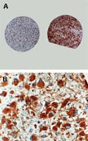 PAB0246 - Caspase-8 / FLICE