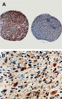 PAB0247 - Caspase-8 / FLICE