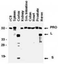 PAB0248 - Caspase-9