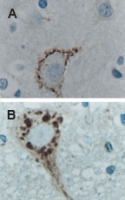 PAB0248 - Caspase-9