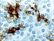PAB0251 - CD40