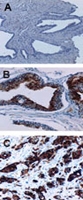 PAB0252 - IAP2 / BIRC2