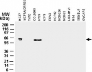 PAB0253 - IAP1 / BIRC3