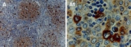 PAB0274 - TRAF1 / EBI6